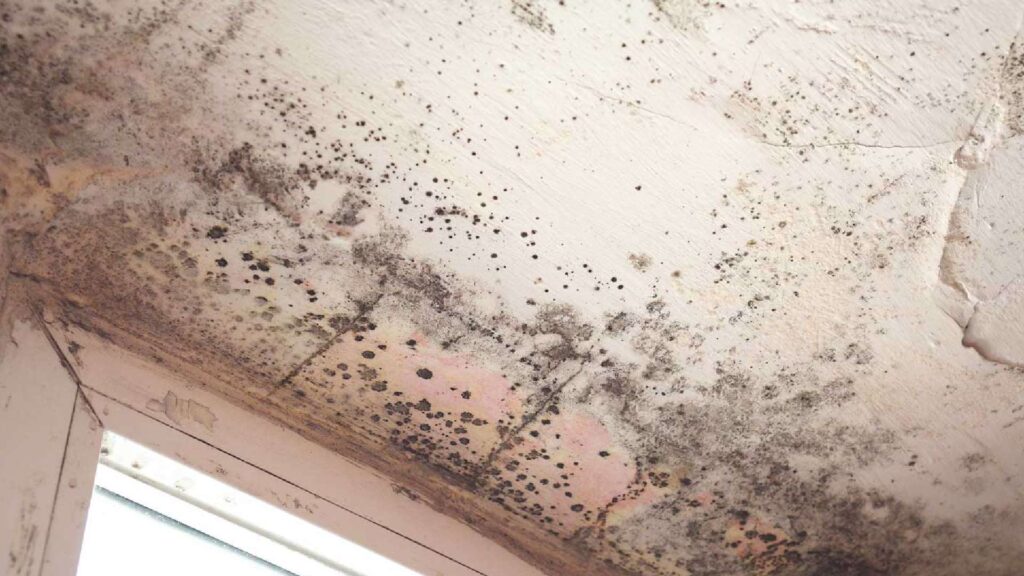Mold inspection