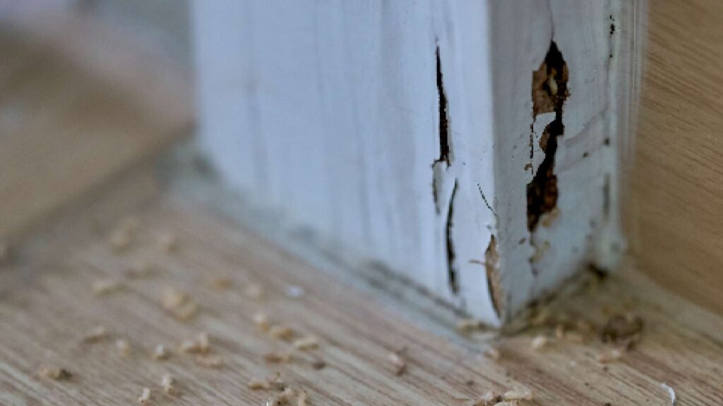 Termite inspection