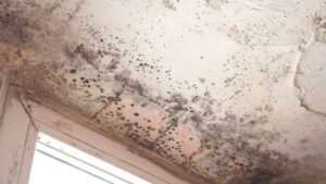 Mold Inspection